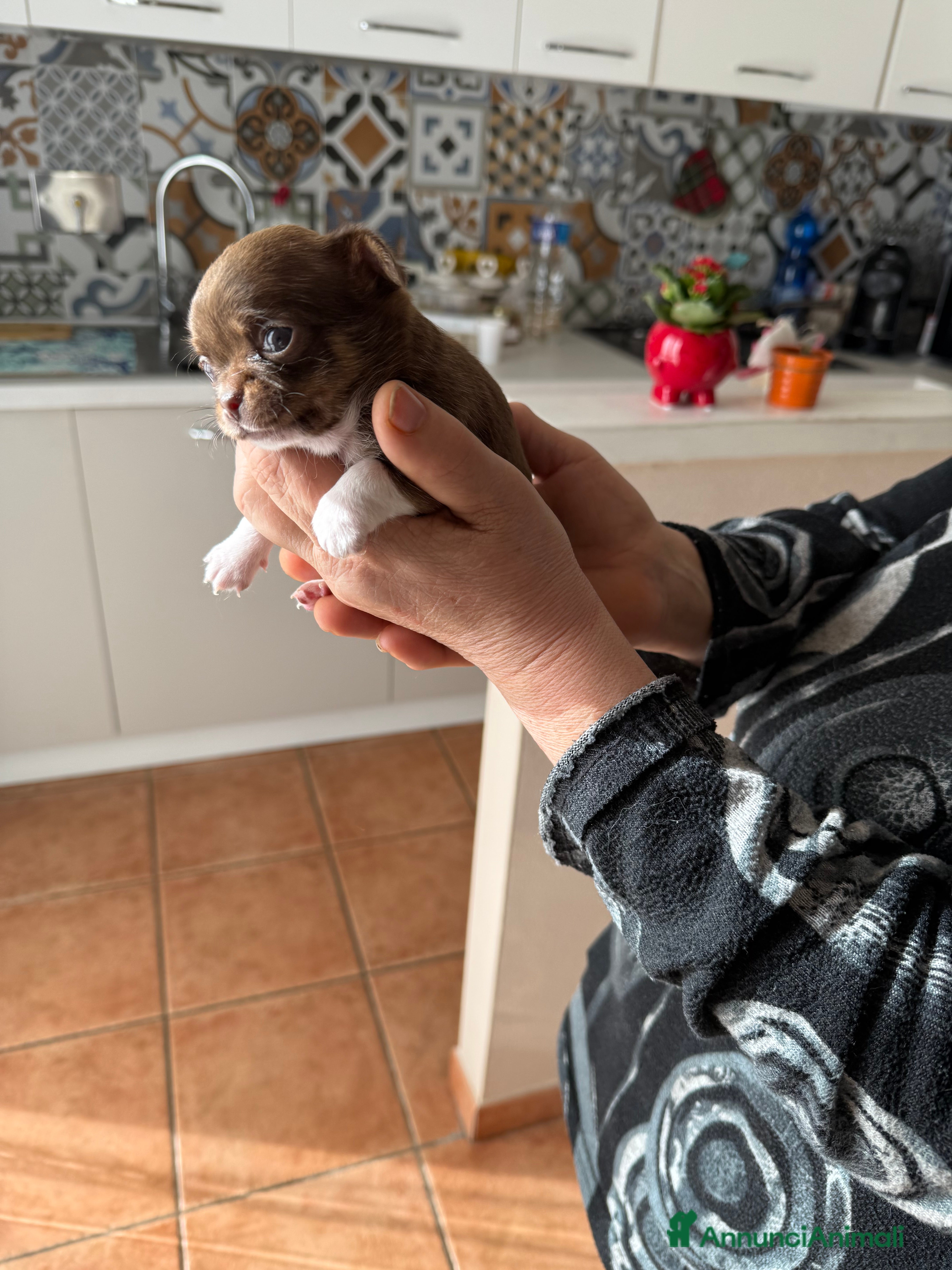 Chihuahua cani Chiuhuahua  a Provincia di Pisa - Annuncio 1