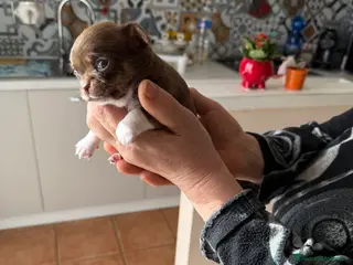 Chihuahua cani Chiuhuahua a Provincia di Pisa - Annuncio 1