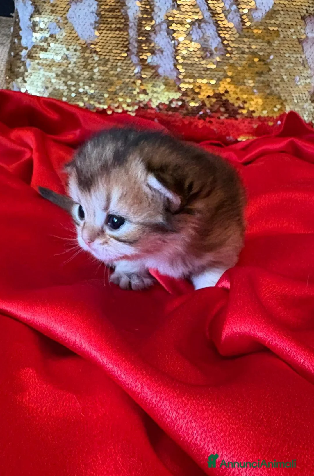 British gatti in vendita: Cuccioli di British con pedigree ENFI  - Annuncio 8