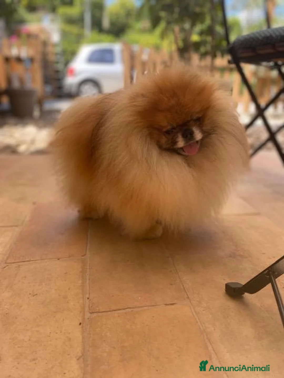 Volpino Pomerania cani in vendita: Super Pomerania alta qualità - Annuncio 3