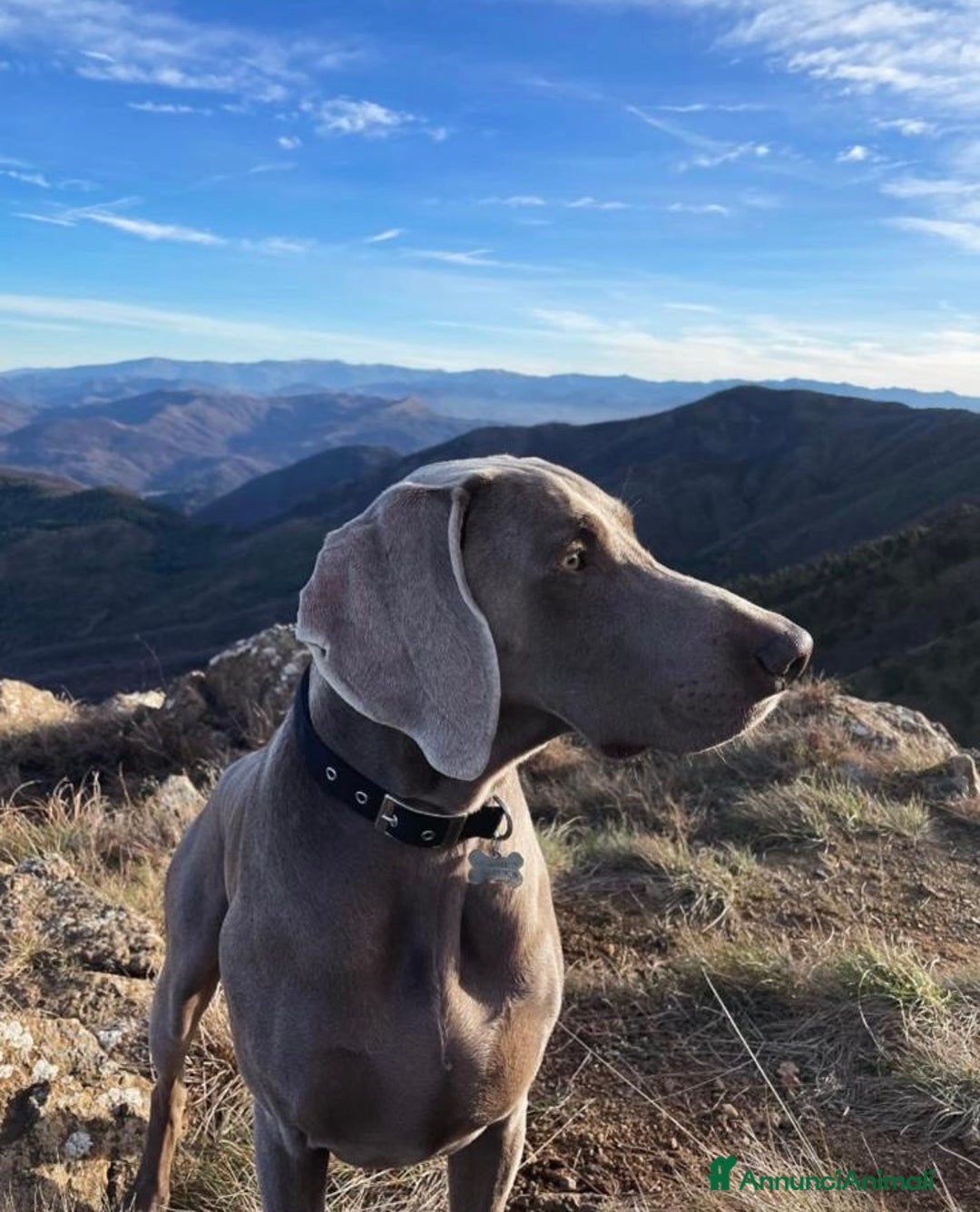 Weimaraner cani in vendita: Ultima femmina di weimaraner con pedigree Enci - Annuncio 11