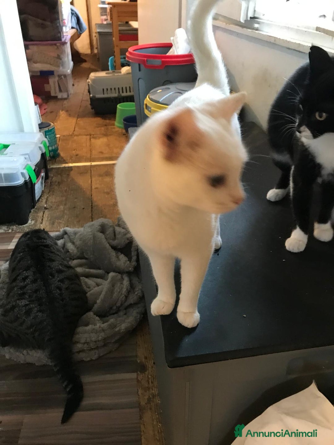 Europeo gatti in regalo: zorro e bianca cercano casa🤍🖤 - Annuncio 5