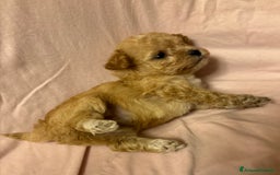 Barboncino Toy cani in vendita: Barboncini Toy - Annuncio 17