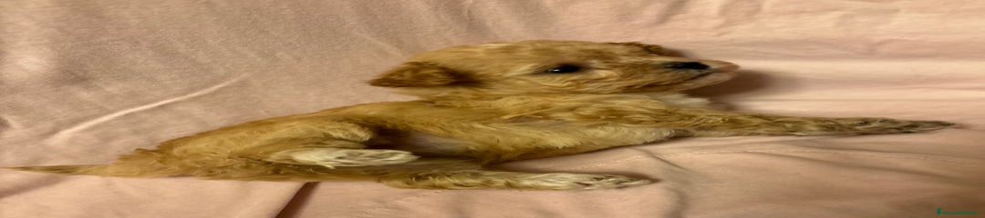 Barboncino Toy Cucciolo 3