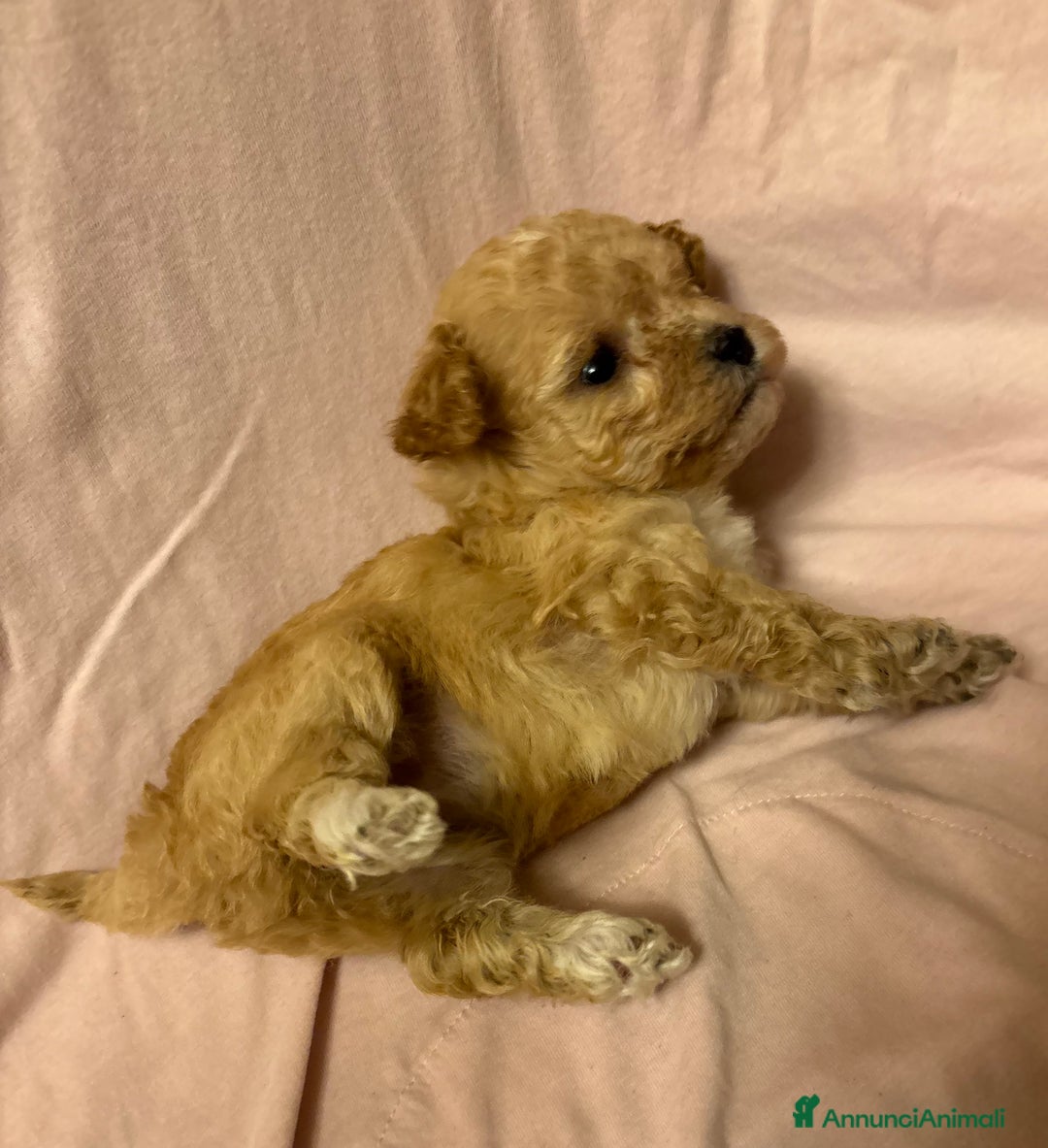 Barboncino Toy cani in vendita: Barboncini Toy - Annuncio 17