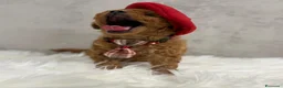 Barboncino Toy cani in vendita: Adorabili cuccioli di barboncino toy - Annuncio 12
