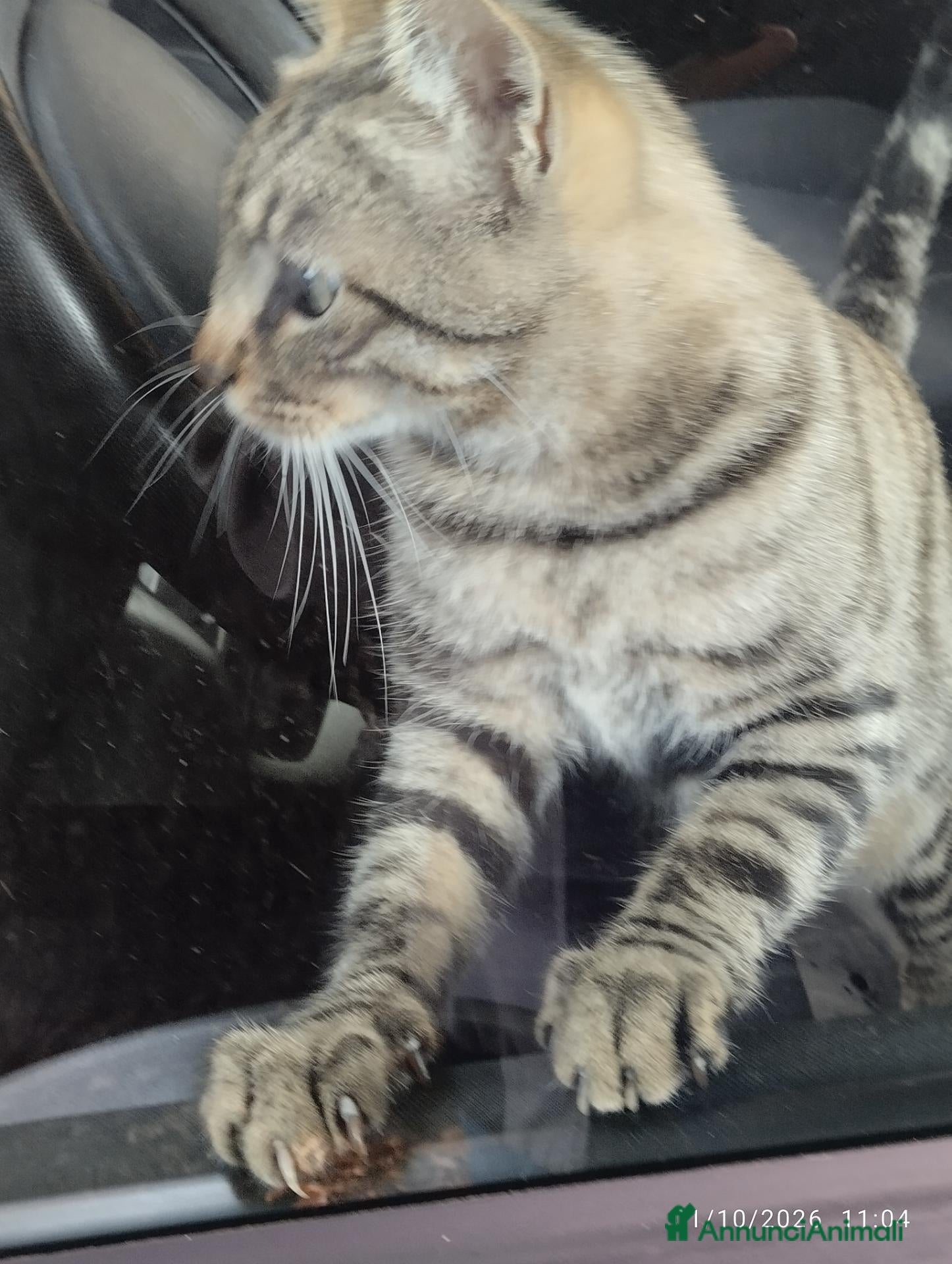 Europeo gatti Gatto tigrato - Annuncio 7