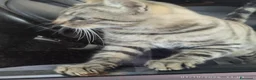 Europeo gatti in regalo: Gatto tigrato - Annuncio 1