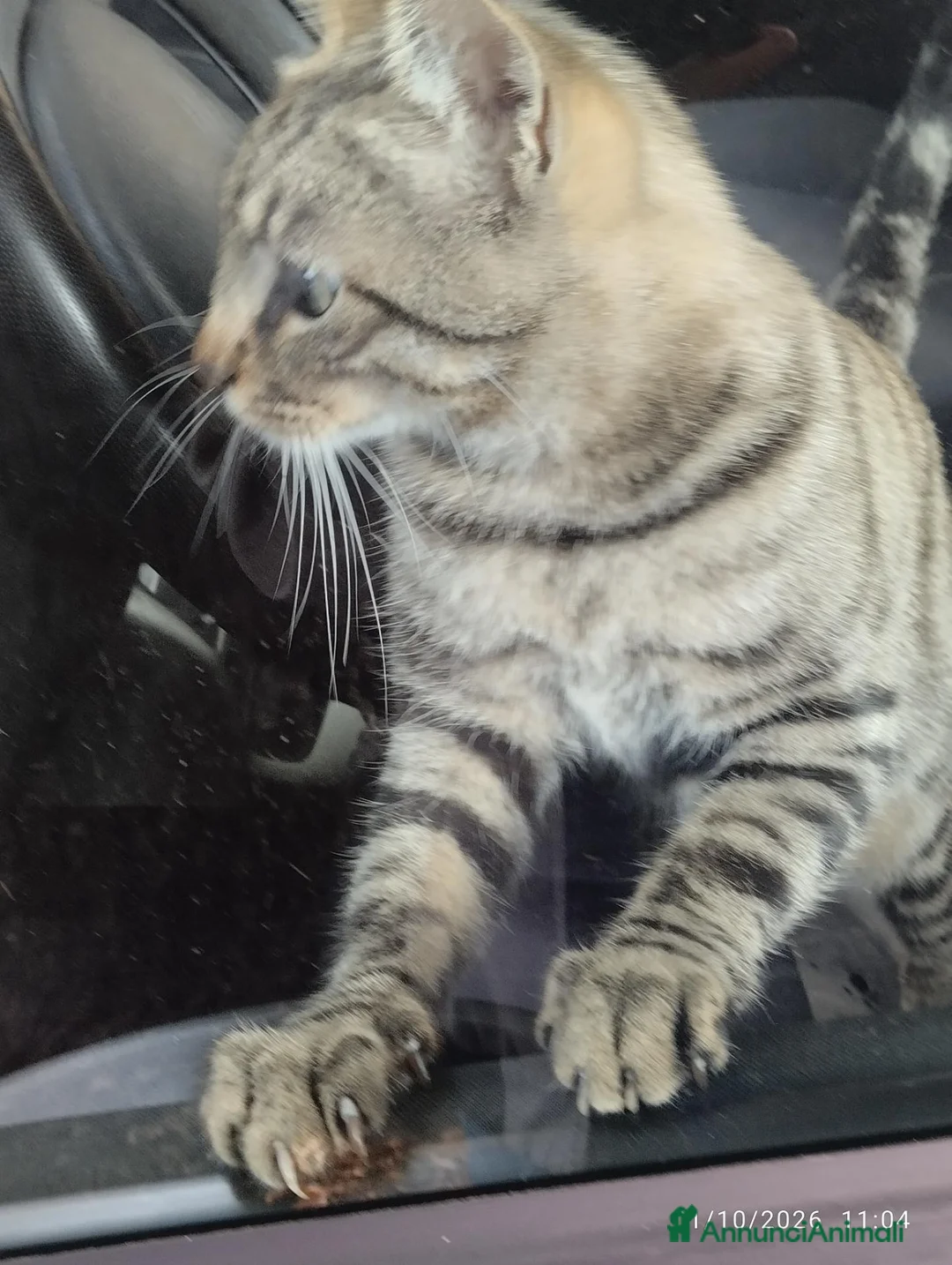 Europeo gatti in regalo: Gatto tigrato - Annuncio 1