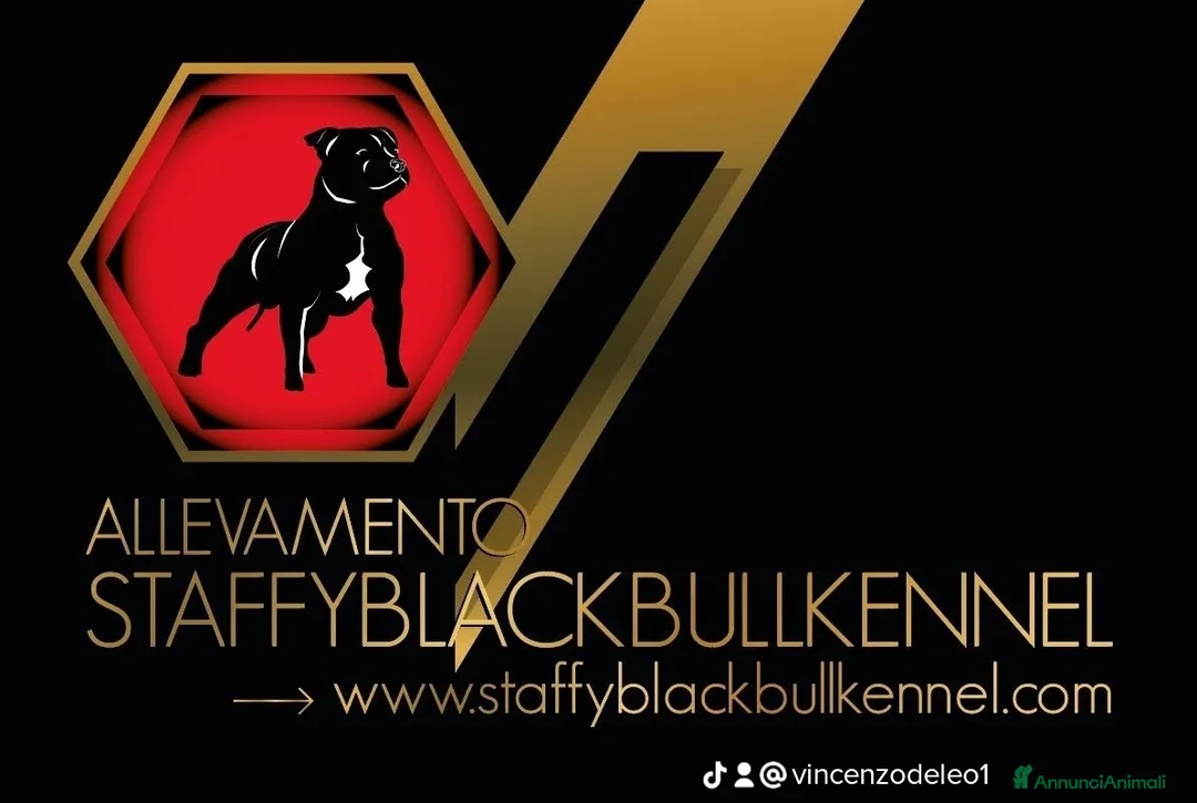 Immagine della galleria {{count}}