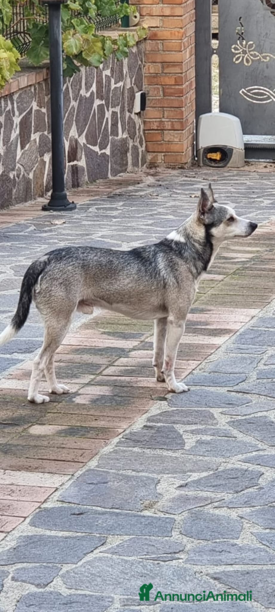 Meticcio cani  Neve - Annuncio 2