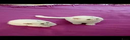 Exotic Shorthair gatti in vendita: gatto bianco exotic short hair - Annuncio 2