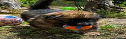 Pastore Tedesco cani in vendita: Cuccioli di pastore tedesco selezionati - Annuncio 3