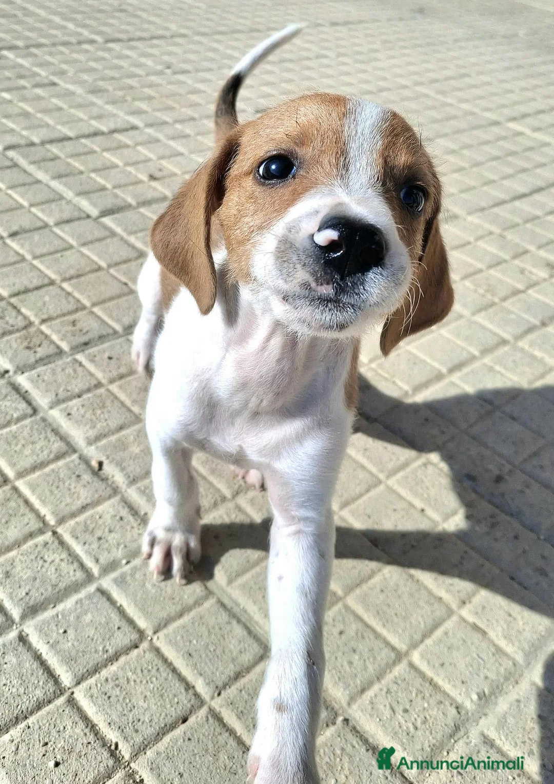 Meticcio cani in regalo: Zack 2 mesi taglia media piccola  - Annuncio 2