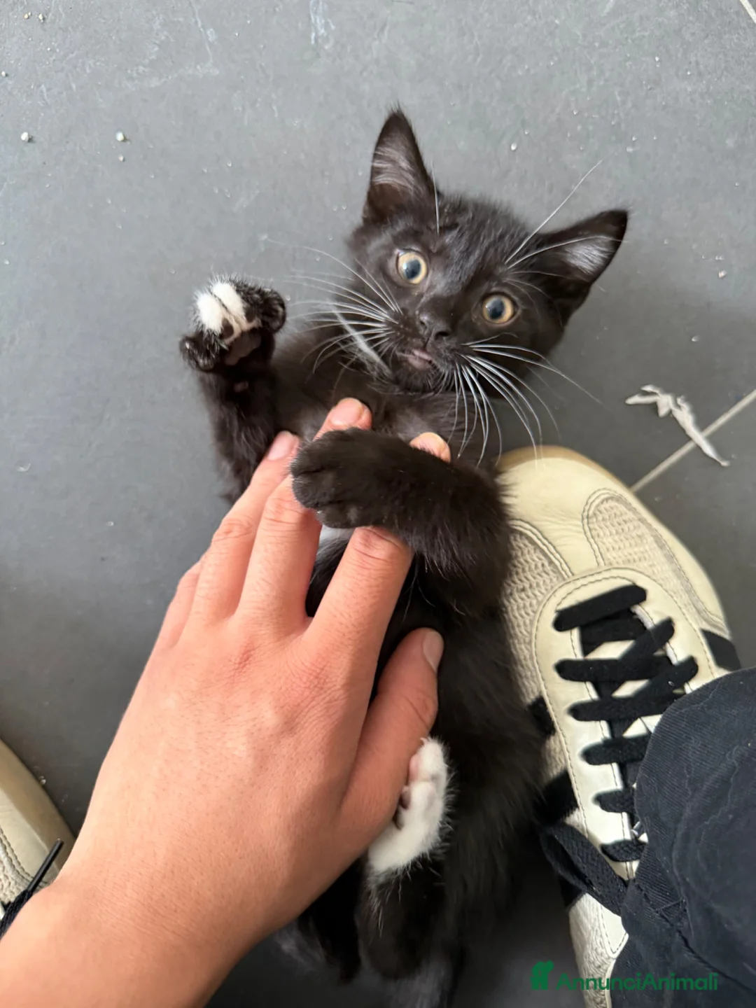 Altre razze gatti in vendita: vendo 4 gattini - Annuncio 11