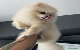 Spitz cani per accoppiamento: Cercasi Femmina Roma a Città metropolitana di Roma Capitale - Immagine 5