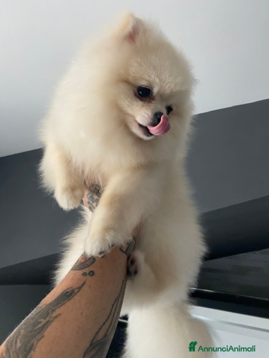 Spitz cani per accoppiamento: Cercasi Femmina Roma a Città metropolitana di Roma Capitale - Immagine 5