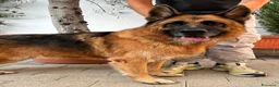 Pastore Tedesco cani in regalo: IBRA PASTORE TEDESCO - Annuncio 4