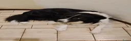 Border Collie cani per accoppiamento: Aky cerca fidanzata per accoppiamento  - Annuncio 4