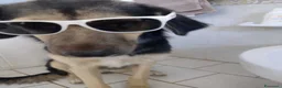 Pastore Tedesco cani in regalo: Ciao a tutti da Remì!Splendido Simil pastore (CT) - Annuncio 4