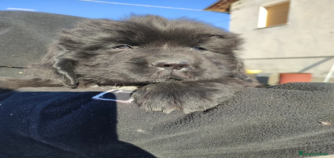 Immagine della galleria {{count}}