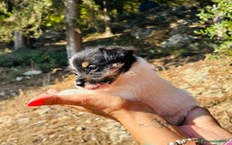 Jack Russell cani in vendita: Jack Russell pelo broken/ruvido a Calenzano - Immagine 18