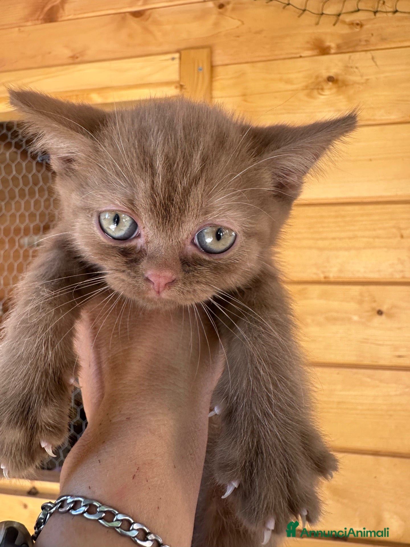 British gatti British Cinnamon  - Annuncio 14