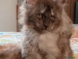 Maine Coon gatti Maine Coon cucciola - Annuncio 7