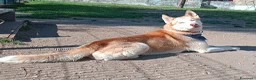 Husky cani per accoppiamento: Husky per accoppiamento  - Annuncio 2