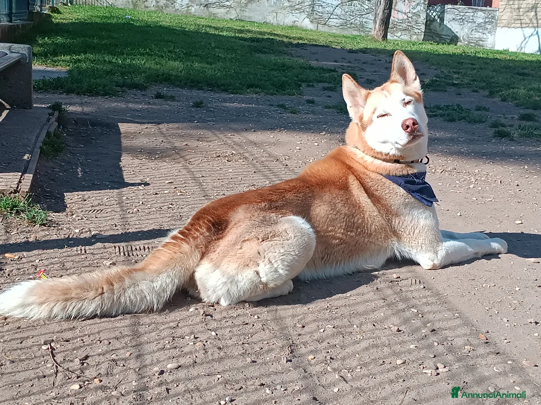 Husky cani per accoppiamento: Husky per accoppiamento  - Annuncio 2