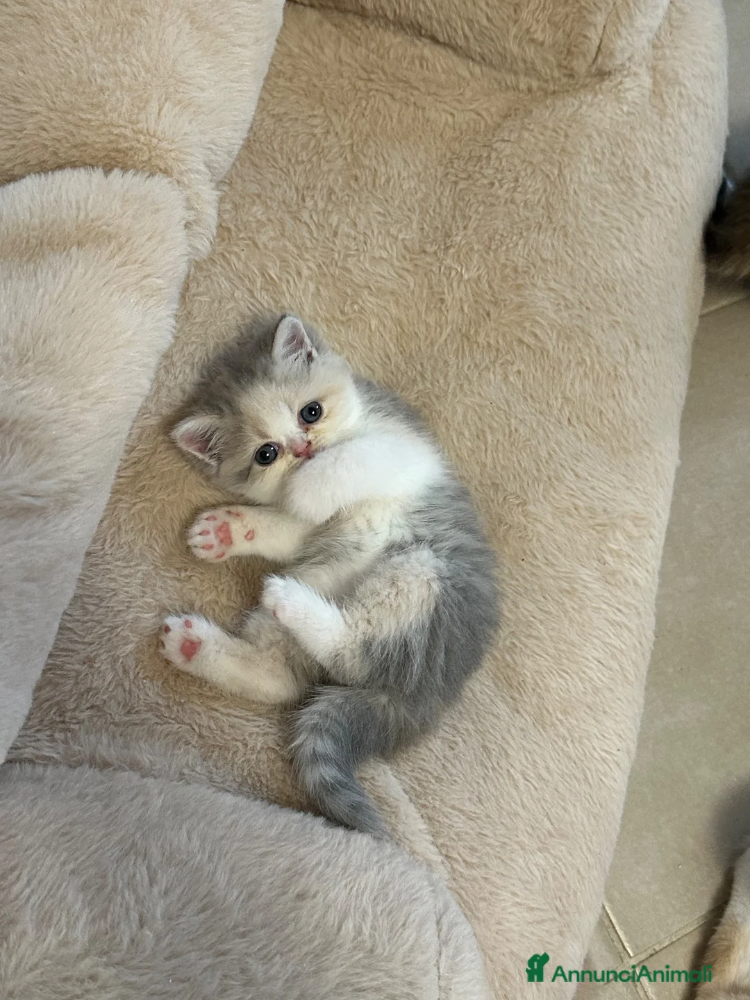 Exotic Shorthair gatti in vendita: Cucciola Exotic Shorthair calico diluita - Annuncio 6