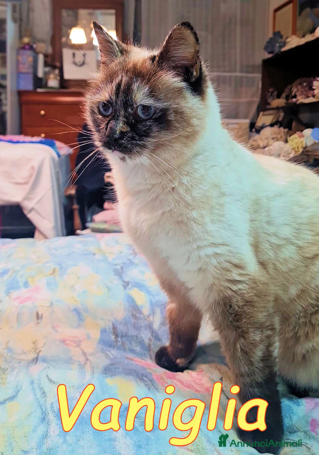 Siamese gatti VANIGLIA DOLCISSIMA GATTINA SIMILSIAMESE - Annuncio 2