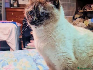 Siamese gatti VANIGLIA DOLCISSIMA GATTINA SIMILSIAMESE - Annuncio 34