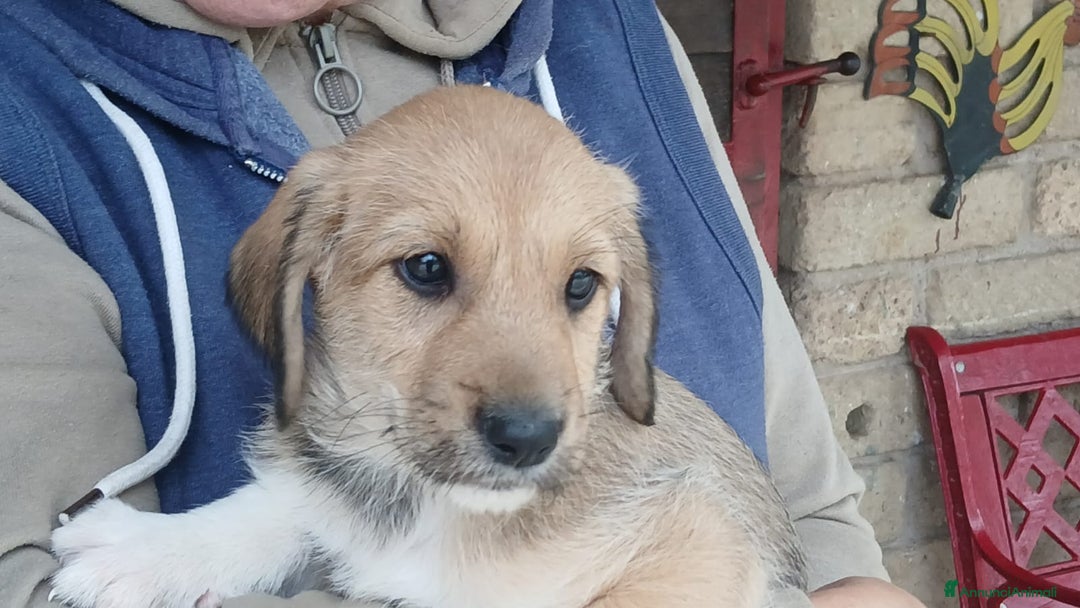 Meticcio cani in regalo: AGATA HA BISOGNO DI UNA MAMMA E DI UN PAPA' - Annuncio 1