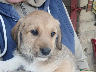 Meticcio cani AGATA HA BISOGNO DI UNA MAMMA E DI UN PAPA' - Annuncio 7