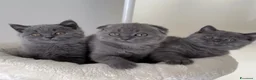 Scottish gatti in vendita: Scottish fold e straight  - Annuncio 4