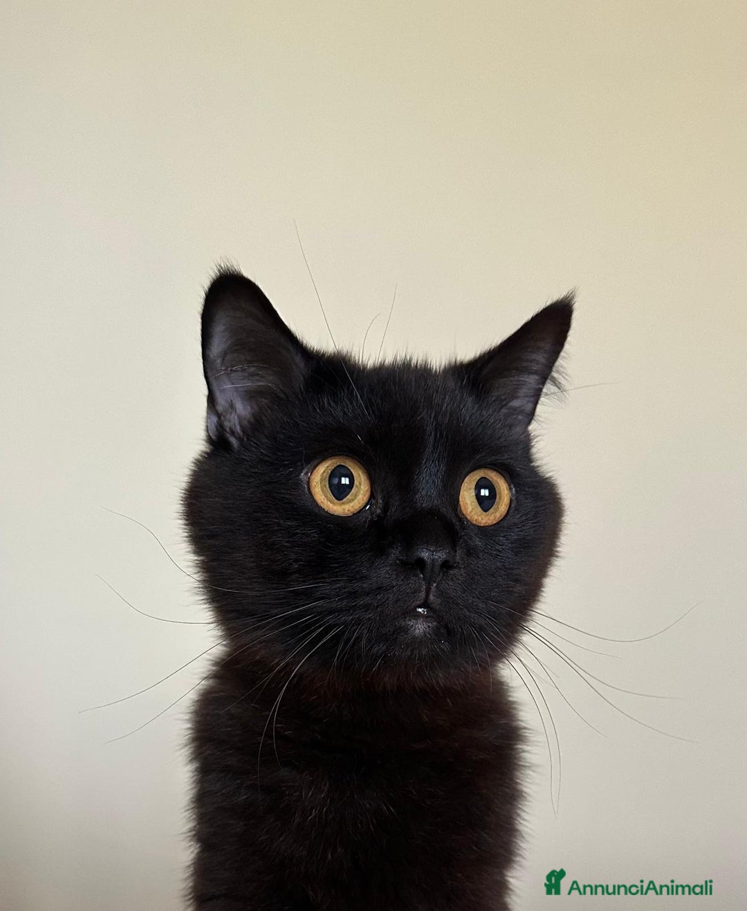 Scottish gatti per accoppiamento: Scottish straight per accoppiamento a Provincia di Padova - Immagine 2