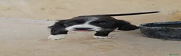 Meticcio cani in regalo: Martina: cucciola taglia media contenuta  - Annuncio 8