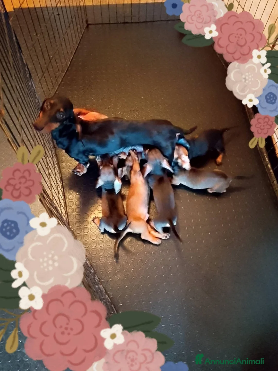 Bassotto cani in vendita: Bassotto nano pelo corto femmina  - Annuncio 2