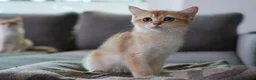 Scottish gatti in vendita: Cuccioli Scottish Straight Golden Pedigree ENFI a Città metropolitana di Milano - Annuncio 5