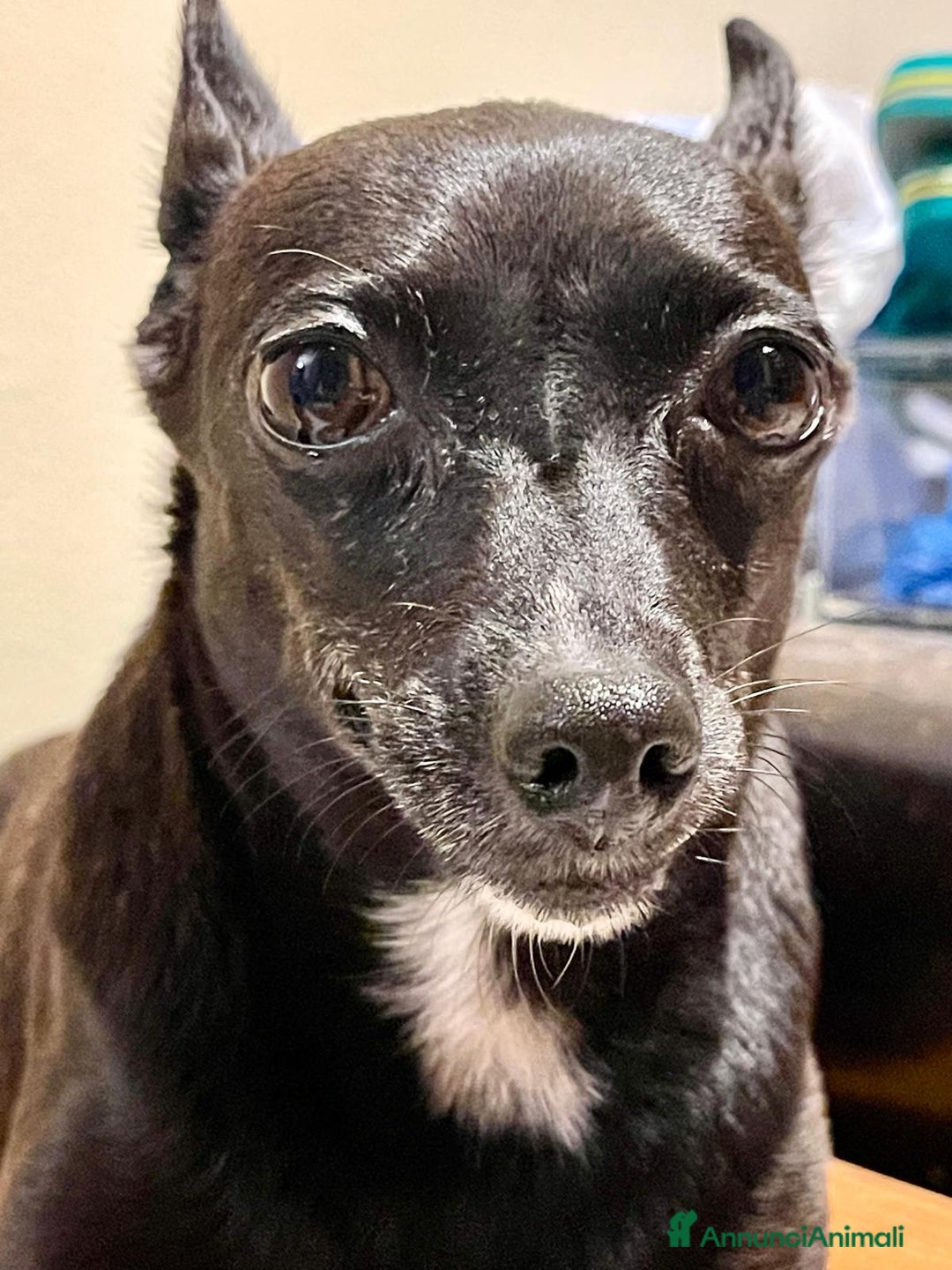 Pinscher Miniatura cani in regalo: Chicco pinscher molto tranquillo e coccolone - Annuncio 2