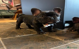 Bulldog Francese cani in vendita: Cuccioli di bulldog francese a Provincia di Lucca - Immagine 2