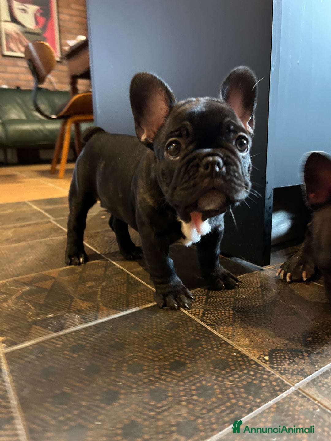Bulldog Francese cani in vendita: Cuccioli di bulldog francese a Provincia di Lucca - Immagine 2