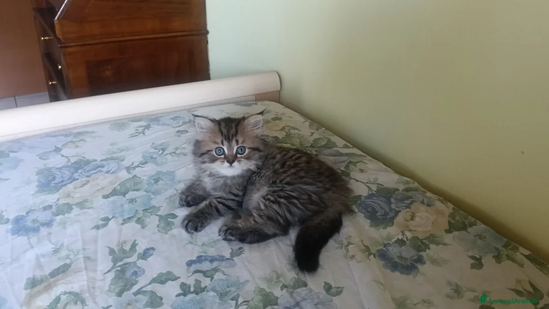 Persiano gatti in vendita: Persiana Golden tabby doll face  - Annuncio 2