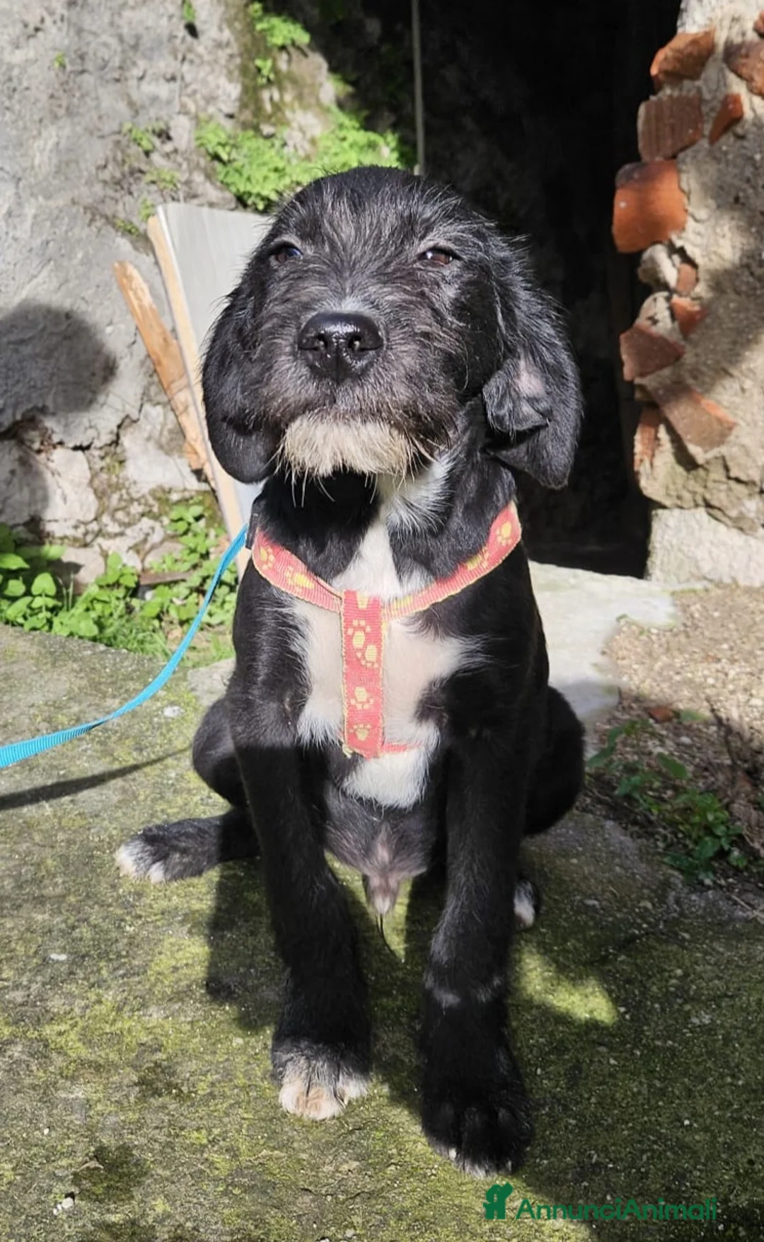 Meticcio cani in regalo: SOLE ASPETTA UNA MAMMA  - Annuncio 2