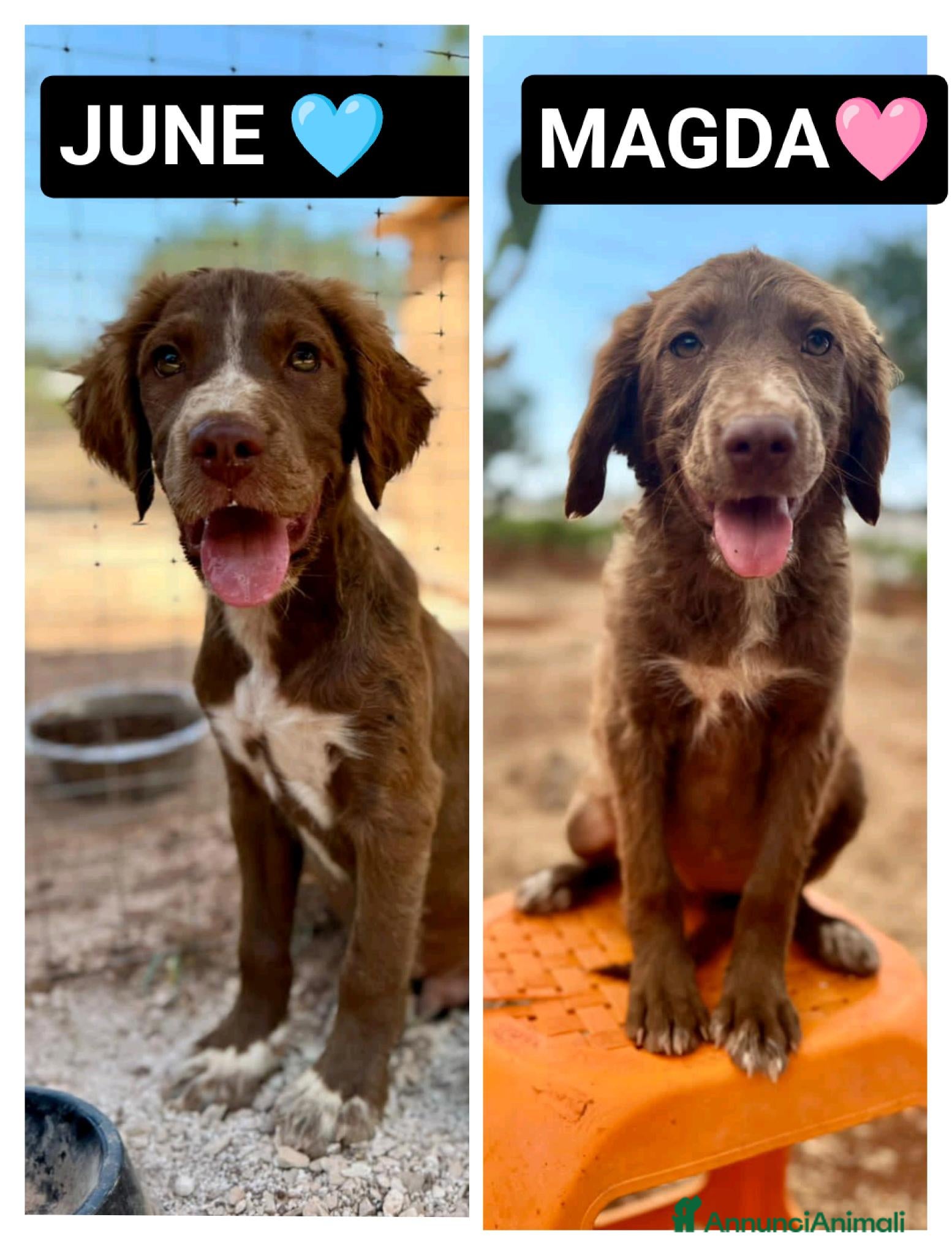 Meticcio cani JUNE E MAGDA - Annuncio 35
