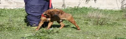 Meticcio cani in regalo: Giordan giovane segugio in adozione  - Annuncio 4