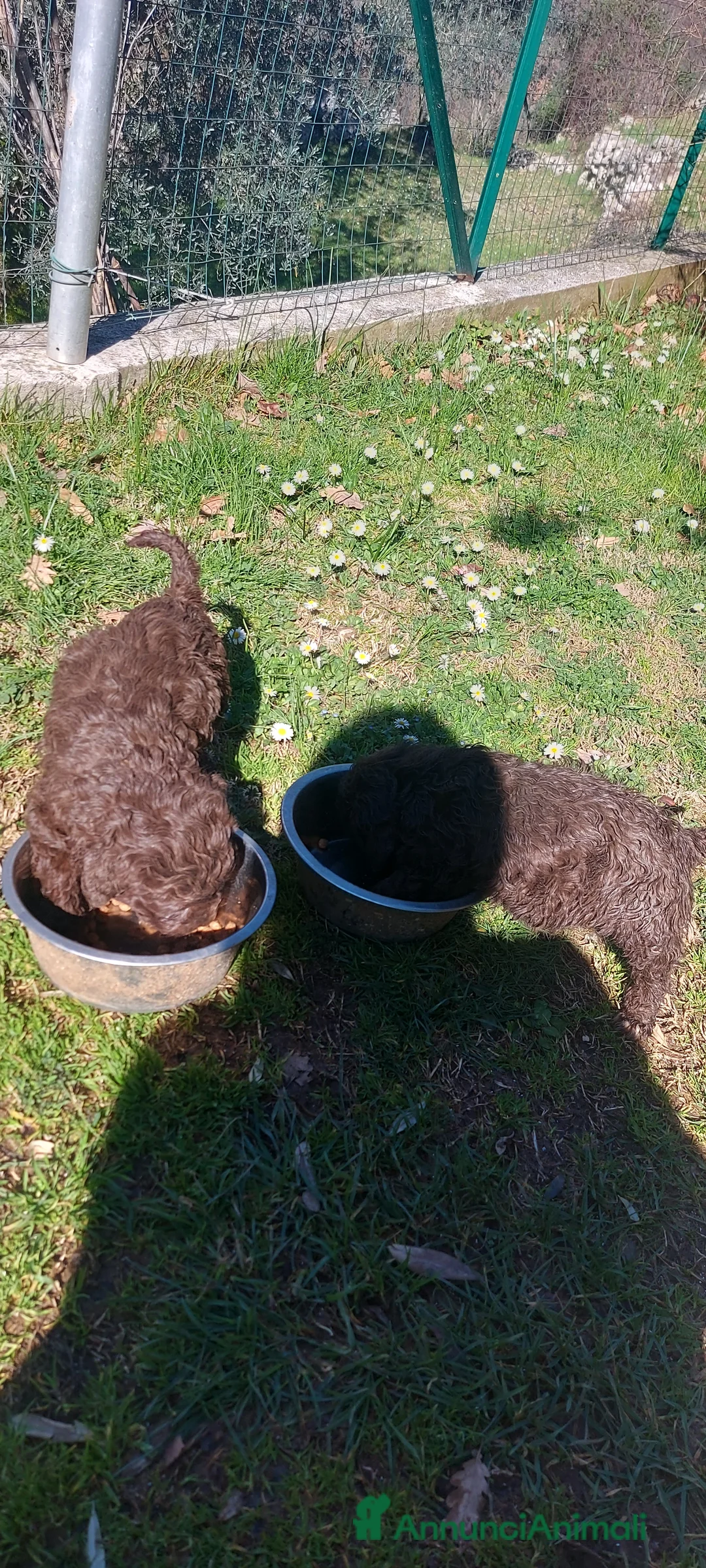 Lagotto cani in vendita: Lagotto romagnolo  - Annuncio 5