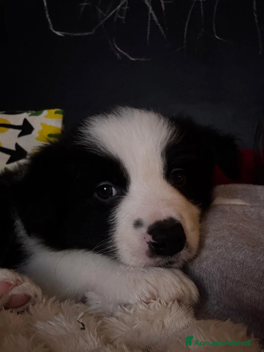 Border Collie cani in vendita: Cuccioli maschi di Border Collie con pedigree ENCI - Annuncio 10