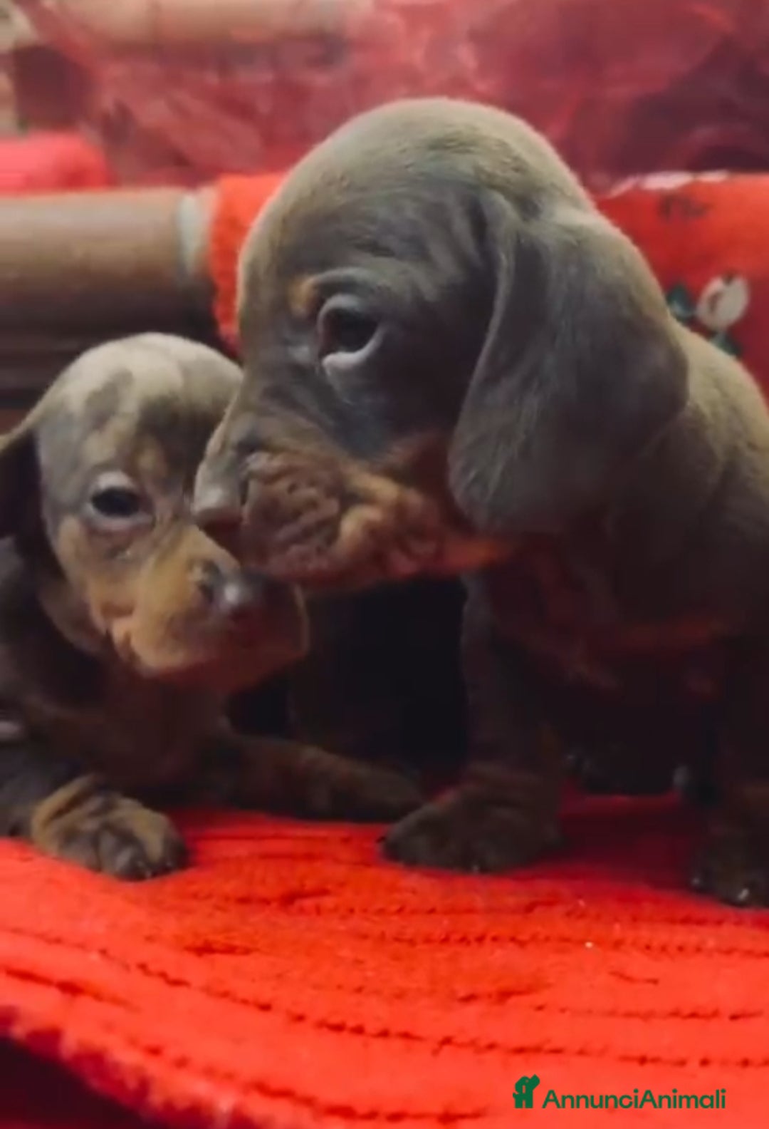 Bassotto cani Bassotti con Pedigree Enci - Annuncio 2